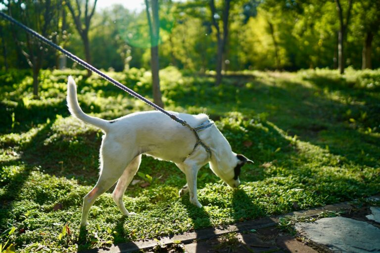 Medium dog walking outside grass leash