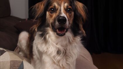 Mixed breed dogs as companions for first-time owners
