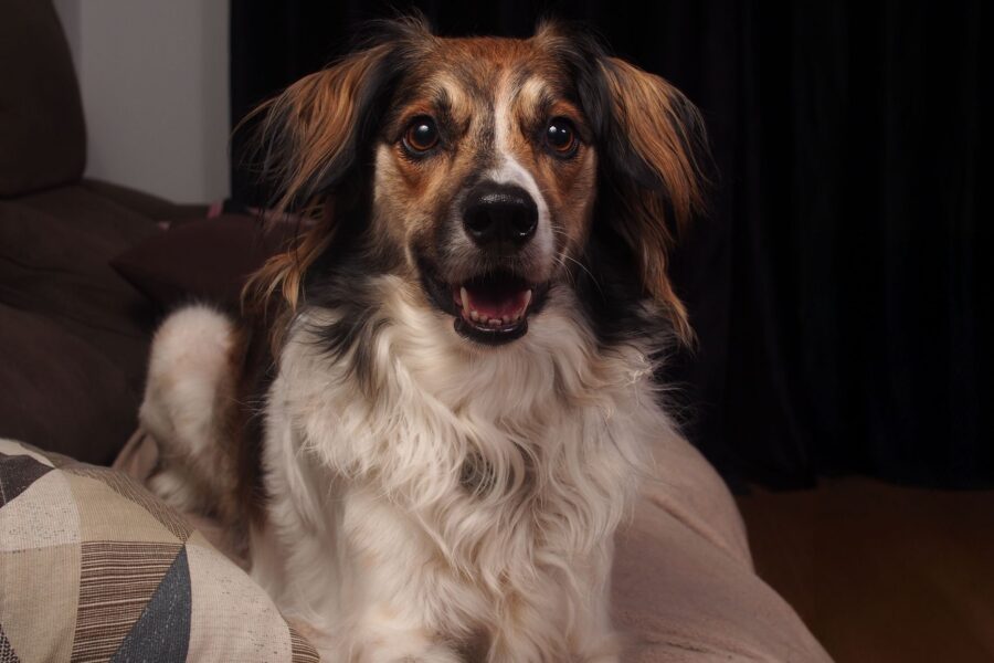 Mixed breed dog