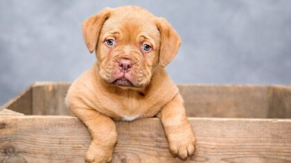 Gentle nutrition for dogs with sensitive stomachs
