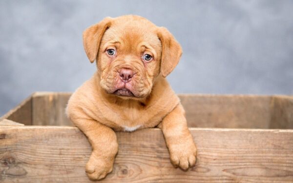 Gentle nutrition for dogs with sensitive stomachs