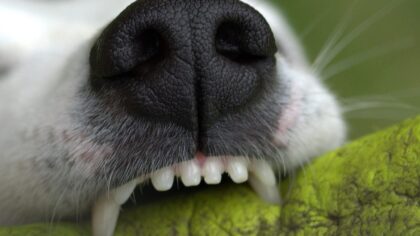 Understanding teething and chewing in young dogs and how to guide it in the right direction