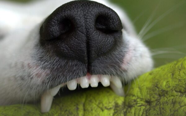 Understanding teething and chewing in young dogs and how to guide it in the right direction