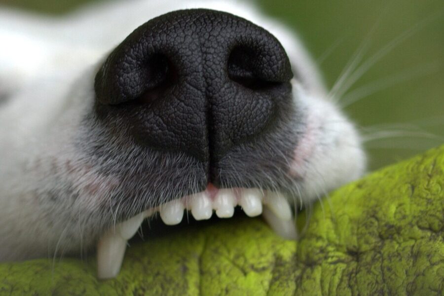 snout, denture, bite, to play, dog, teeth, animal, creature, close up, jack russell, pet, terrier, snappy, dog teeth