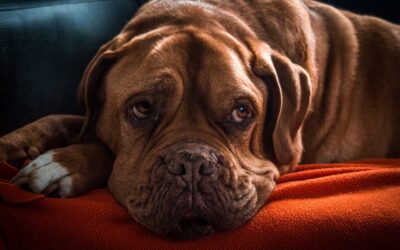 Training senior dogs with kindness: how to teach new skills later in life