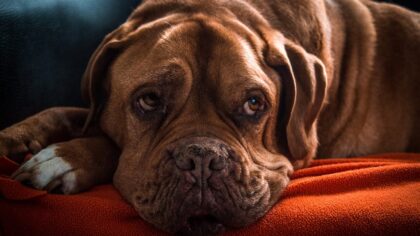 Training senior dogs with kindness: how to teach new skills later in life