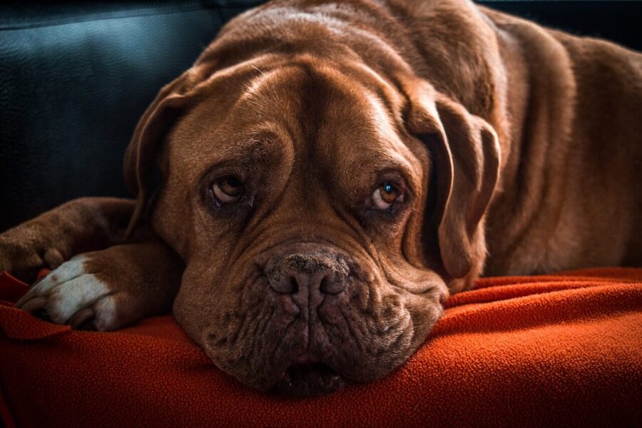 Training senior dogs with kindness: how to teach new skills later in life