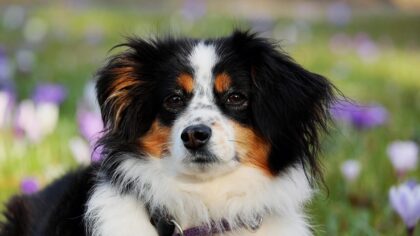 Small daily rituals that strengthen your bond with your dog
