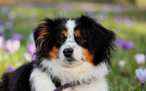 Small daily rituals that strengthen your bond with your dog