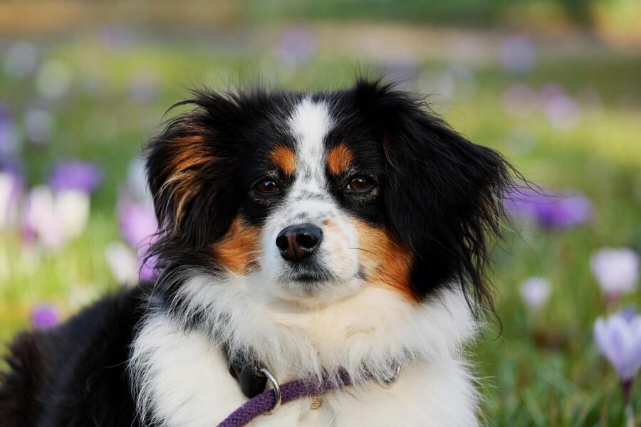 australian shepherd, dog, animal, herding dog, good-natured, pet, protective, female dog, nature, purebred dog, animal portrait, dog head, eyes, dog look, snout, domestic animal, creature