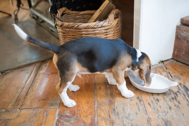 Dog eating bowl