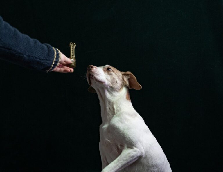 Dog body condition