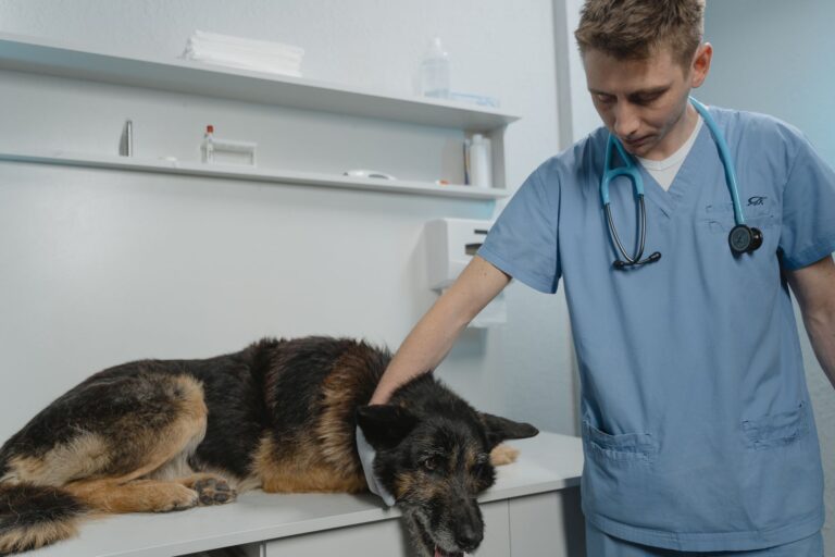 Vet weighing dog
