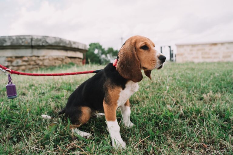 Puppy outside grass