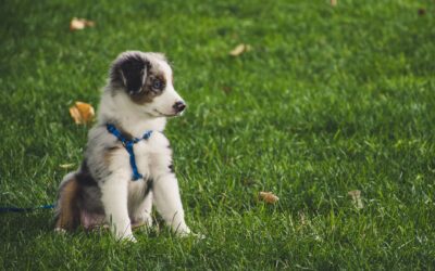 Potty training your puppy with kindness and consistency