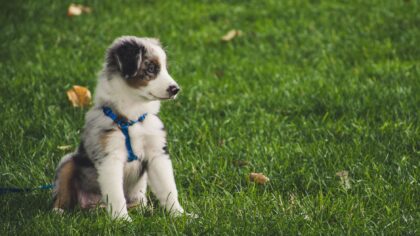 Potty training your puppy with kindness and consistency