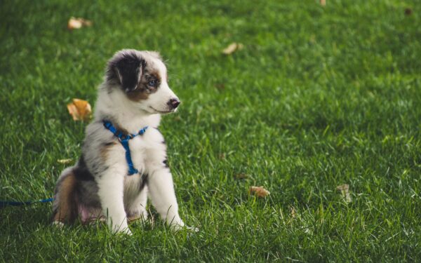 Potty training your puppy with kindness and consistency