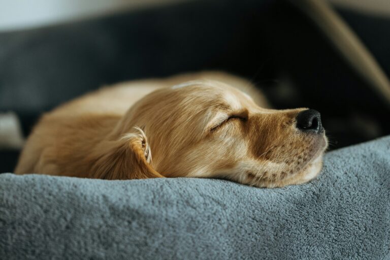 Puppy crate indoor