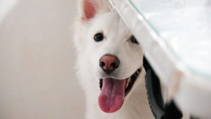 Puppy health basics: a practical guide to your dog’s first year