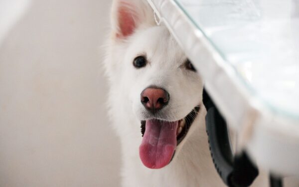 Puppy health basics: a practical guide to your dog’s first year