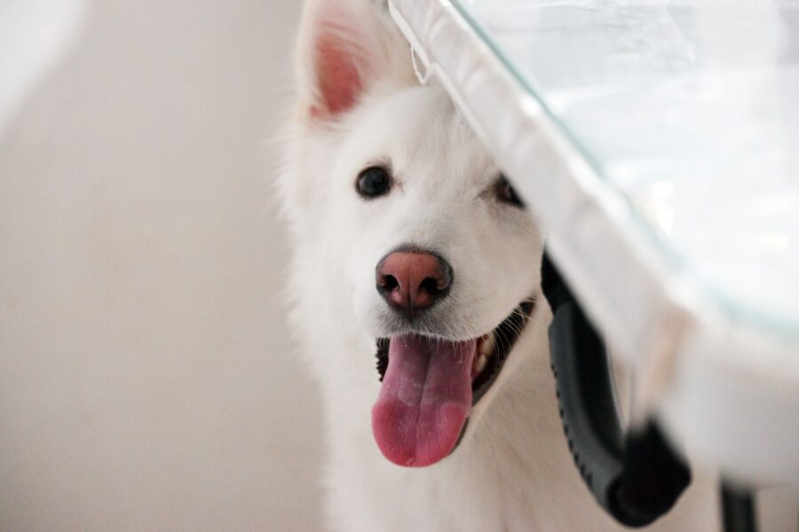 Happy puppy vet