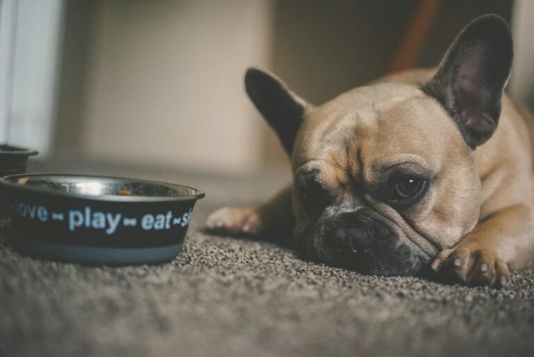 Puppy chewing toy