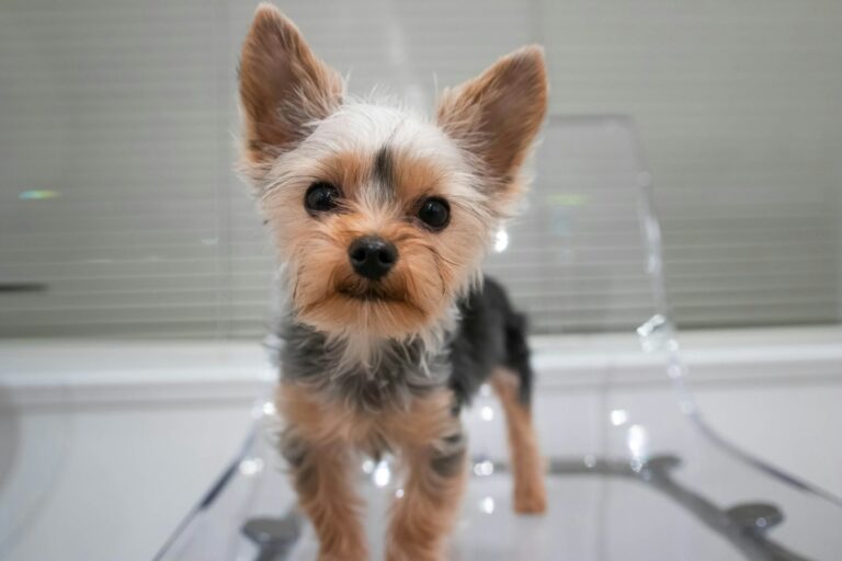 Happy puppy vet
