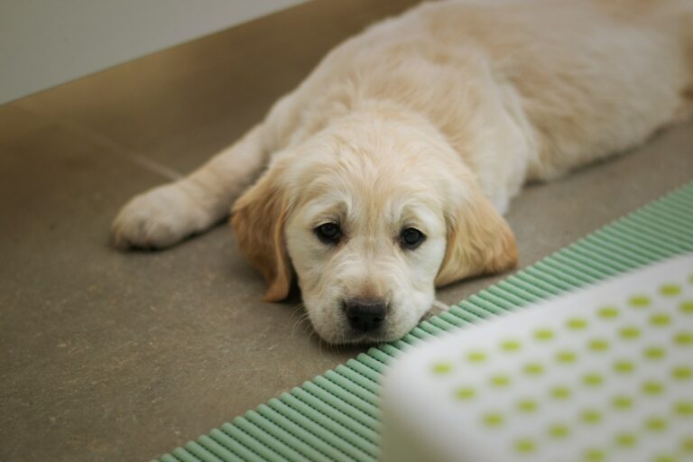 Golden retriever puppy