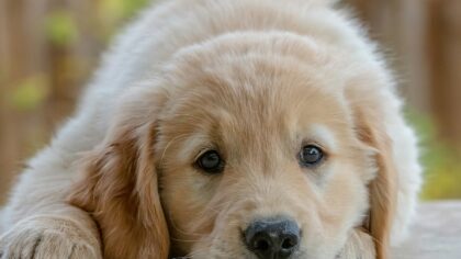 Puppy health basics for new dog parents