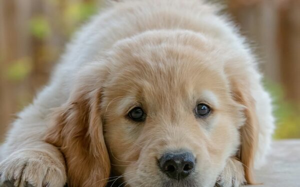Puppy health basics for new dog parents