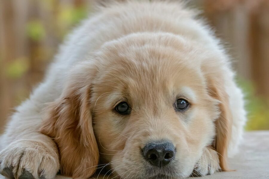 Golden retriever puppy