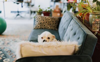 Puppy-proofing your home for a safe and stress-free start