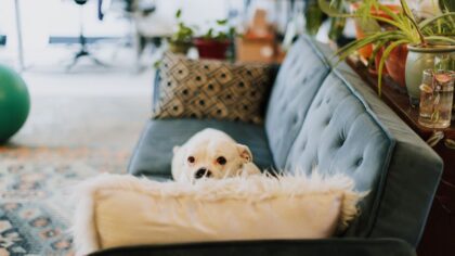 Puppy-proofing your home for a safe and stress-free start