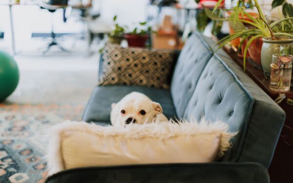 Puppy-proofing your home for a safe and stress-free start