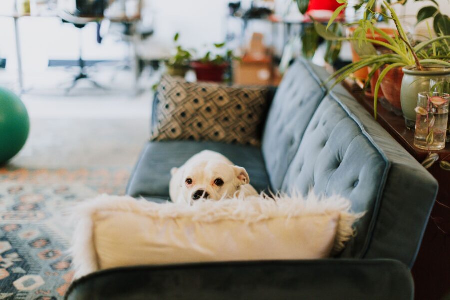 Cute puppy indoors