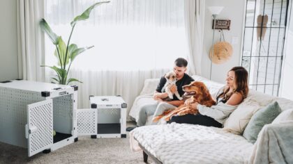 Puppy-proofing your home: practical safety steps before paws arrive