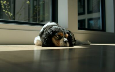 Rainy day fun with your dog at home: calm, cozy ideas that actually use up energy