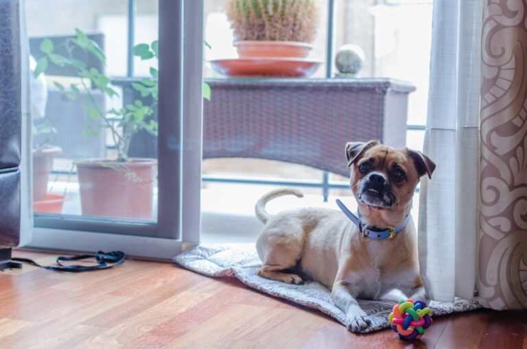 Dog lying rug indoor toys window rain