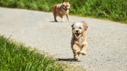 Raising a confident medium-sized puppy: traits, training tips and daily care