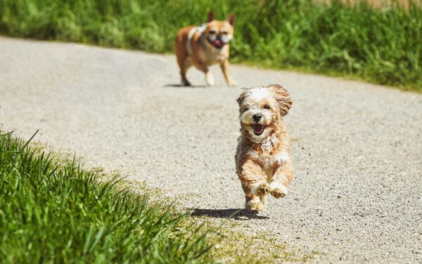 Raising a confident medium-sized puppy: traits, training tips and daily care