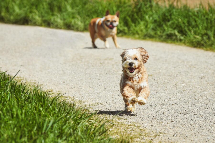 Medium puppy running grass park