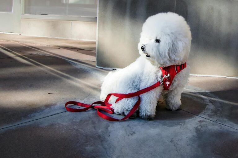 Medium puppy leash training sidewalk