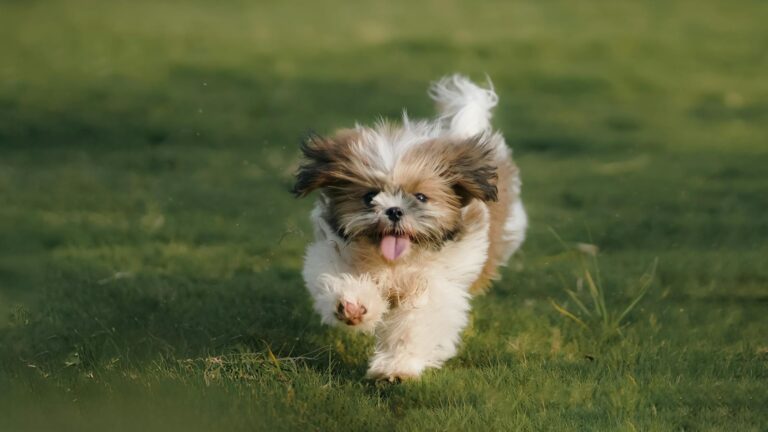 Medium puppy running grass park