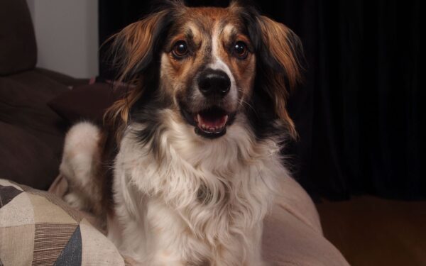 Raising a mixed breed dog: what to know about size, behavior and care