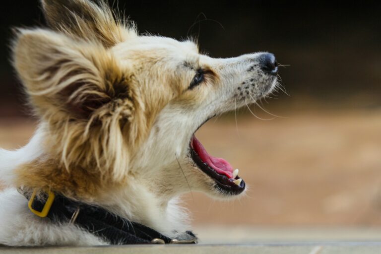 Dog calming signals yawn lip lick dog turning
