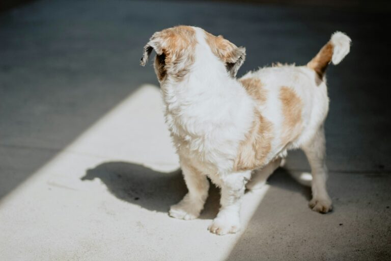 Calm dog body language close