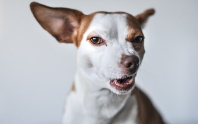 Reading dog calming signals: how to notice quiet signs before behavior escalates