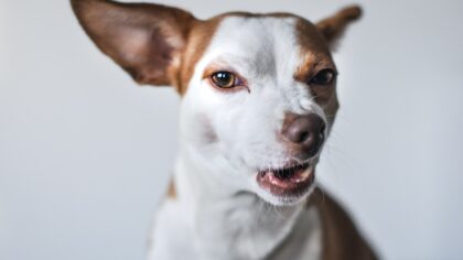 Reading dog calming signals: how to notice quiet signs before behavior escalates