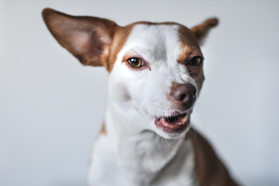 Calm dog body language close
