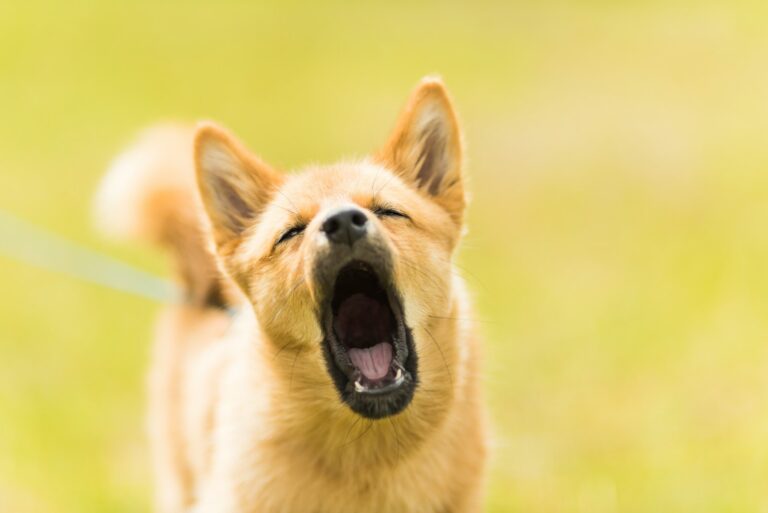 Dog calming signals